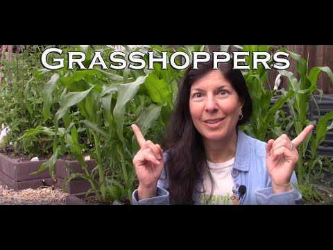 Do grasshopper eat berries?