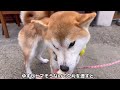 2025年も秒でおわたw瞬殺飯で大騒ぎな柴犬たち