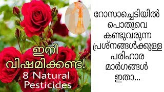 റോസാച്ചെടിയിലെ കീടബാധ അകറ്റാൻ 8 വഴികൾ|8 natural pesticides|PRARTHANA'S FOOD \u0026 CRAFT