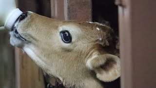 Feed the baby cow milk.　赤ちゃん牛🐂🐃のミルクタイム🥛　埼玉県こども動物自然公園　2022年12月4日