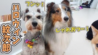 ハロウィン気分の紋次郎 🐶ひみつきちなう！②🐶 (ミニチュアシュナウザー シェルティ 柴犬 チワワ 柴犬) 2019年10月25日