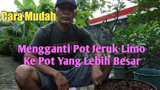 CARA MUDAH MENGGANTI POT JERUK LIMO KE POT YANG LEBIH BESAR