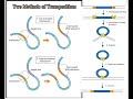 Transposon and retrotransposons