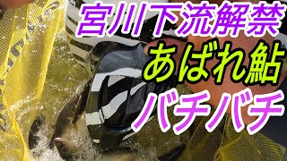 宮川下流解禁！良型バチバチ！