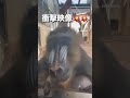 マンドリルの衝撃映像‼️ 動物 動物園 旅行 お出かけ 可愛い動物 愛知 愛知観光 豊橋 のんほいパーク 豊橋のんほいパーク マンドリル