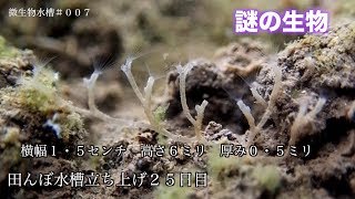 微生物水槽  また新しい生物を三種類、発見しました。＃００７