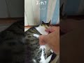 猫のプニョプニョお腹をマッサージしてみた shorts