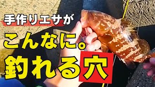 【穴釣り】釣った魚でエサ代０円！テトラ３０分！ちょん掛けで根魚爆釣！カヤックフィッシングで手作り餌（塩サバ）を作る為、ジグサビキでサバを釣る！