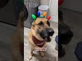 no more mom gsd christmas germanshepherd dogso