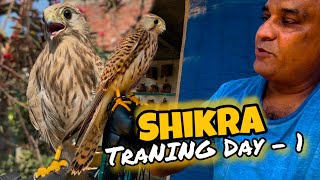 Shikra Bird Training Day 1 | How To Tame Shikra Bird The Falcon