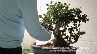 Poda de un gran bonsai Algarrobo