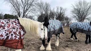 KARINA meets LUNA and BOAZ! 🤍💙🖤