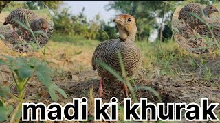 jungle mein Desi teeter madi ki awaz # female sound # bird ringing # wildlife food #iran teeter