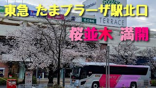 東急たまプラーザ駅北口  桜並木 満開  2023年3月24日撮影