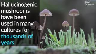 Magic mushrooms used to treat depression in first clinical trial