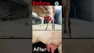 Curing Cow Disease with Homeopathy - The Unbelievable Story