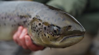 First salmon on the fly, Salaca