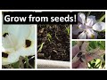 Grow African Iris from Seeds with RESULTS - FOR FREE, Dietes grandiflora, Dietes bicolor