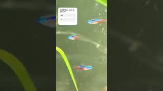 Cardinal tetras