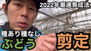 2022年ぶどう最速育成法〜剪定と植えつけ位置〜