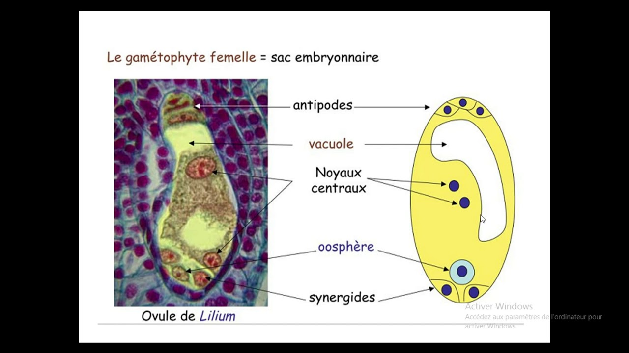 Biologies Végétales S2: Cormophytes ,la Double Fécondation Chez ...