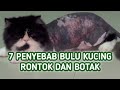 Penyebab Bulu Kucing Rontok Sampai Botak, Ini 7 Penyebabnya !