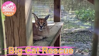 Big Cat Rescue Home Tour: Chaos Caracal