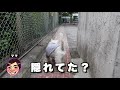 ただの散歩動画　＃ウェスティ＃westie