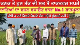 ਕਣਕ ਦਾ ਝਾੜ ਵਧਾਉਣ ਵਾਲੀ No.1 ਸਪਰੇ | best spray for wheat crop