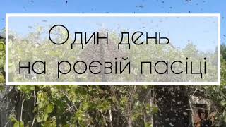 Моя пасіка. Частина 2. Один день на ройовій пасіці