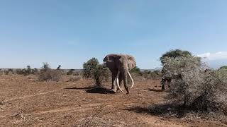 The Biggest Elephant of Amboseli