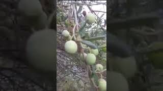 Zeytin hasatı yaklaşırken Dünyadaki en  geniş zeytin yelpazesi Türkiye’nin dağ köylerindedir