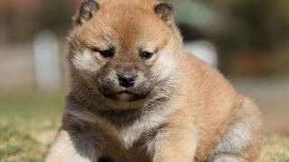 lD:1867　柴犬　赤柴　メス　子犬　生後31日目　shiba　inu