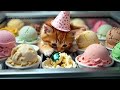 🍦 tiny baby ginger kitten’s ice cream shop adventure 🐾✨ – the sweetest treat cat cute kitten