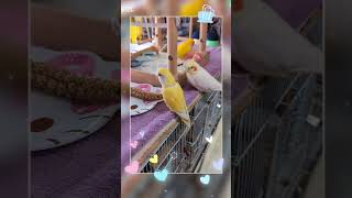 @はよ~せい!!#オカメインコ#コザクラインコ#放鳥#インコのアテレコ動画#bird#shorts# 鳥#おすすめに乗りたい