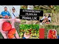 STRAWBERRY EI TUR IN KAN LENGCHHUAK - KAN THIANPA ZUALA'N MIN LO ViSIT BAWK NEN - A NUAM HLE MAI- UK