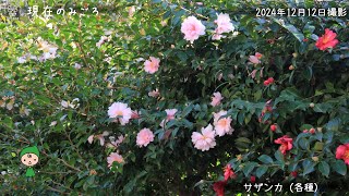 【福岡市植物園】2024.12.14現在のみごろ