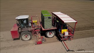 Knolselderij planten | Ferrari Futura Twin 12 row | Agrifac | Planting Celeriac | Sellerie pflanzen