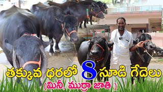 తక్కువ ధరలో 8 సూడి గేదెలు అమ్మకానికి కలవు | 98669 13373 | Murra ,Mini buffaloes for sale | CBNews