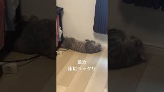 ヒンヤリなフローリングが好きな猫 #猫 #フローリング#寝る猫#shorts