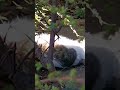 【お昼寝中】公園親子ネコの娘。日向ぼっこでお昼寝中。気持ち良さそう cat 野良ねこ