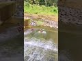 boys sliding in river kuruvithurai viral shorts