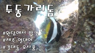 제주 원담에서 스노클링하다가 발견된 열대어 두동가리돔 #제주 #원담 #스노클링 #으뜸원펜션 #수중촬영