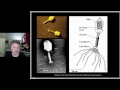 2.4 historical highlights the nature of genes