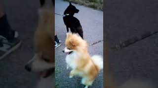 Adorable Dog Friend and Kai Dog　　　　　　　　　　　　　　　　　　　とてもかわいい犬の友達と甲斐犬