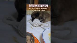 금비야 힘내 #봉곡동구조견 #개지옥 #동물구조 #입양