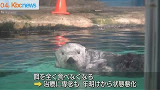 さようなら「リロ」国内飼育唯一の雄ラッコ