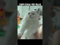 고양이 극한의 인내심 테스트 @shorts