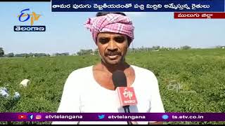 పచ్చిమిర్చిని కోసి ఎగుమతి చేస్తున్న రైతులు |Farmers Exporting Green Chillies in Mulugu Dist