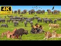 4K African Animals: Lake Manyara National Park - Amazing African Wildlife Footage with Real Sounds